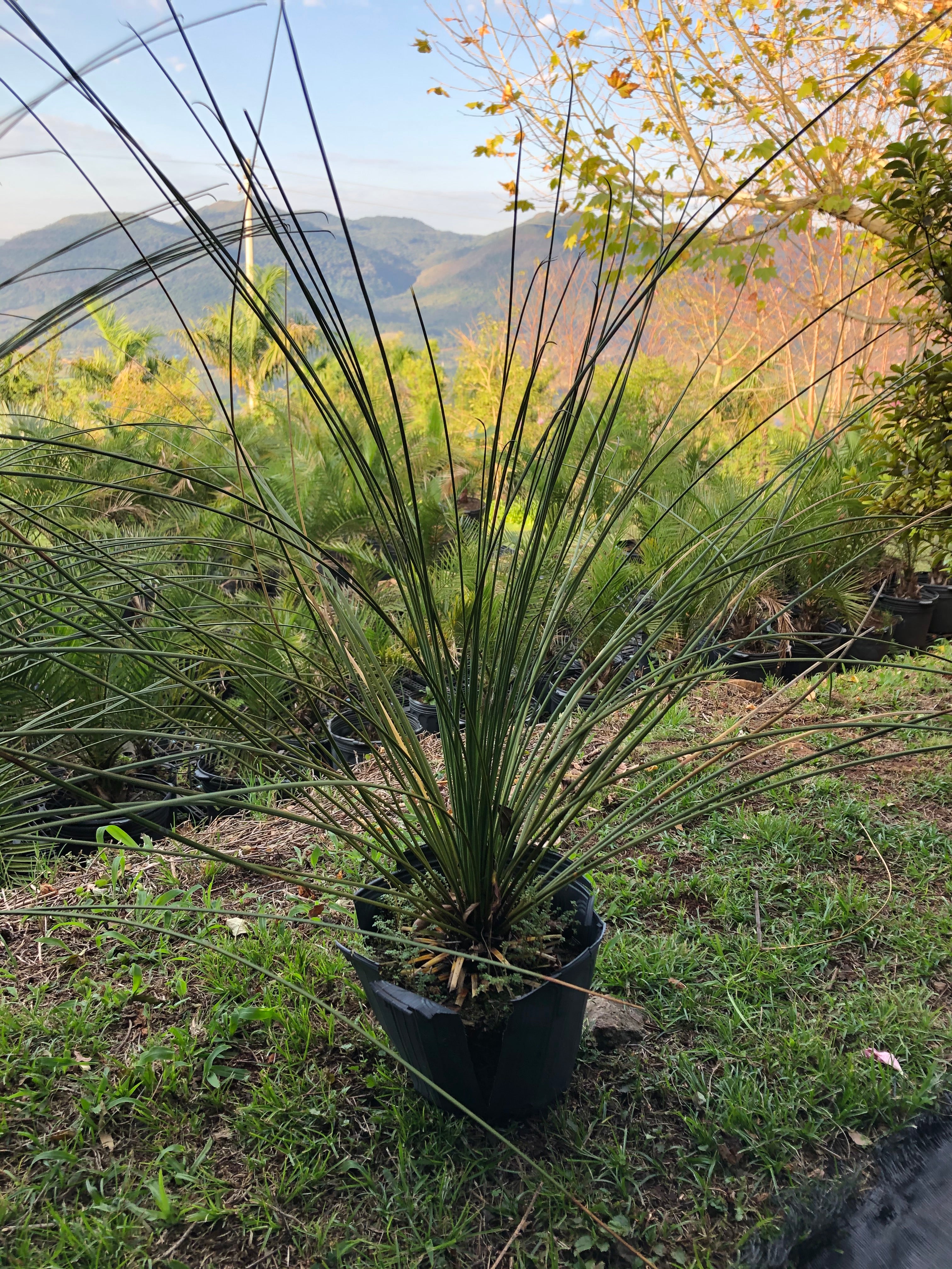 ✅DASILÍRIO -  árvore de grama mexicana - dasilírio sem espinho / DASYLIRION LONGISSIMUM - Mudas com 0,75m a 1,30m