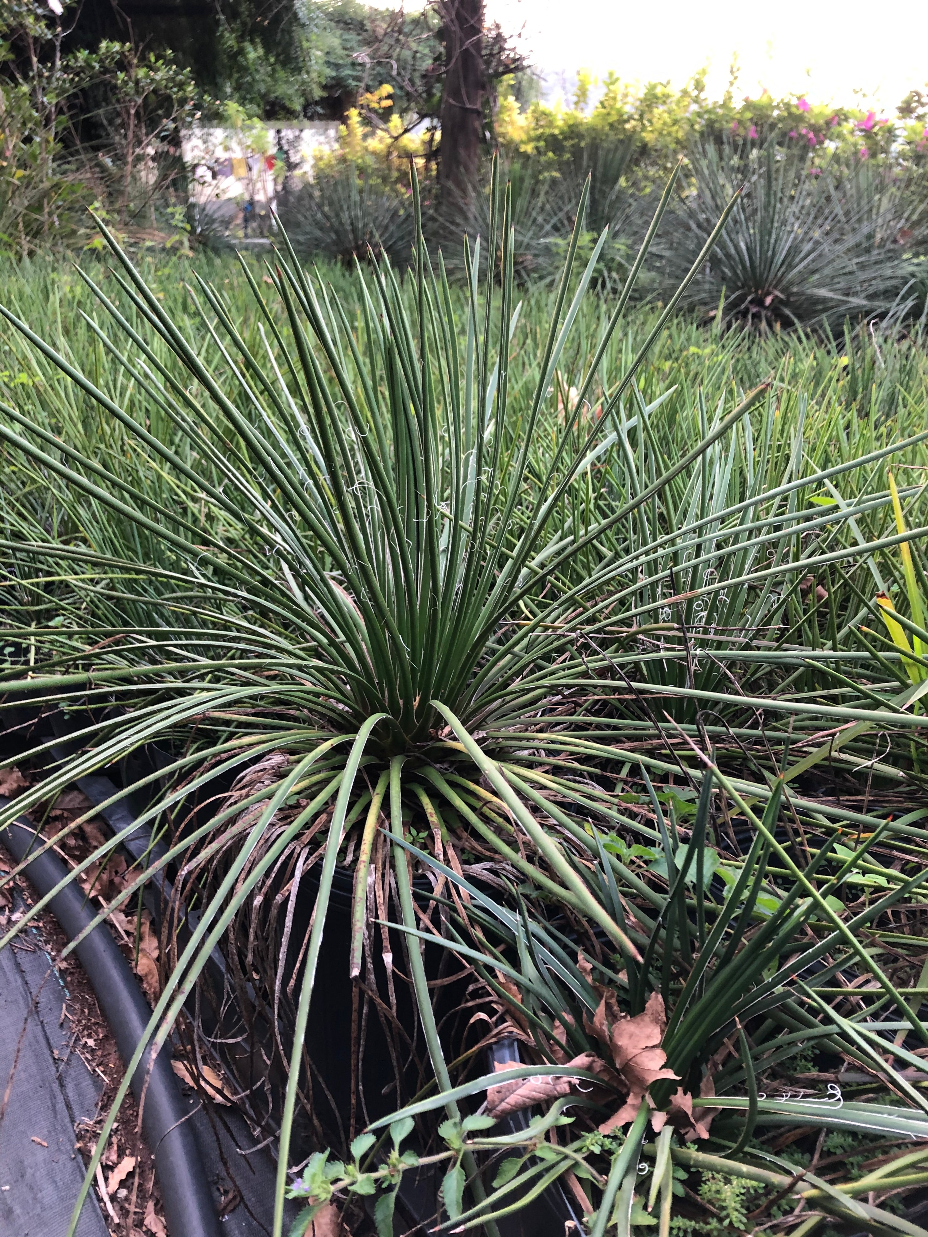 AGAVE PALITO - Gemniflora - Mudas com 25, 60 e 80 cm de altura