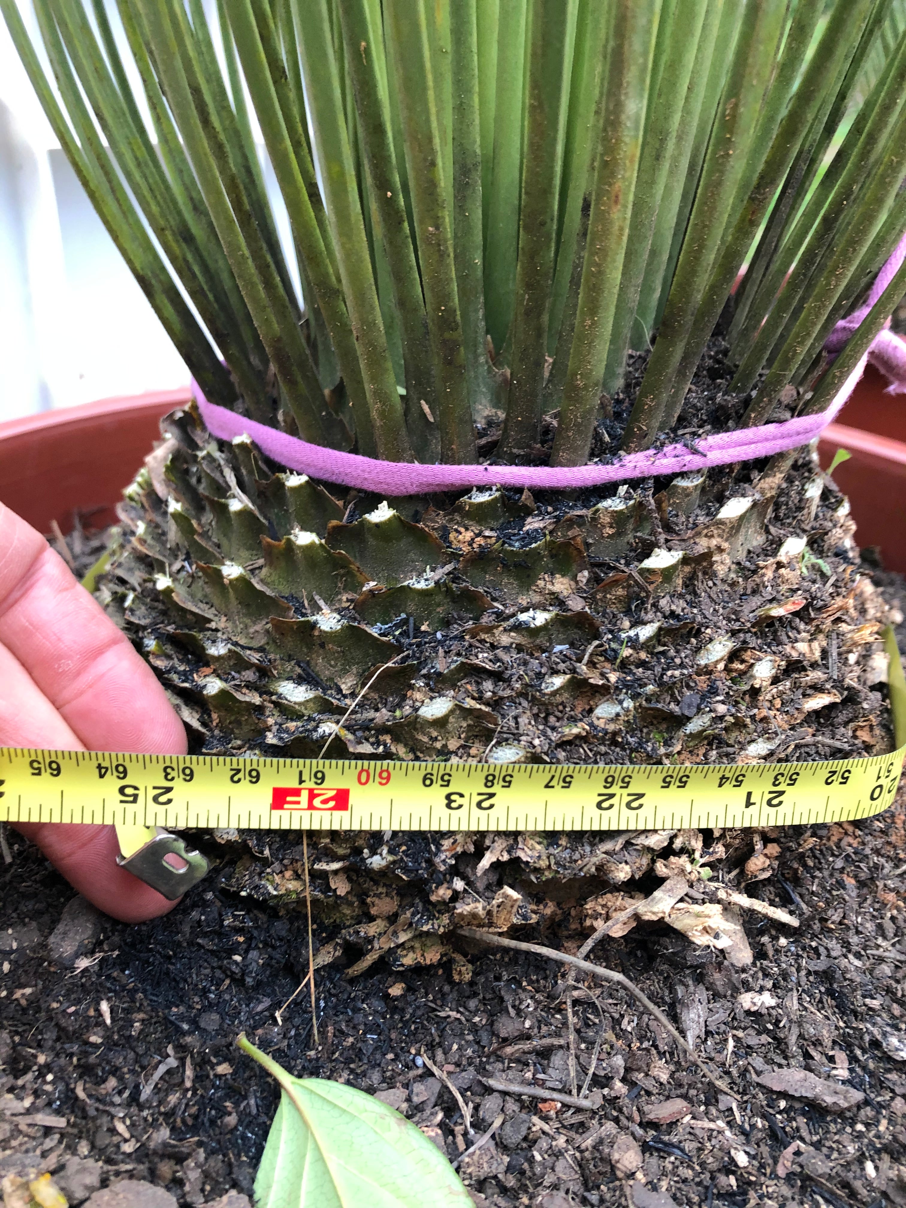 ✅DASILÍRIO -  árvore de grama mexicana - dasilírio sem espinho / DASYLIRION LONGISSIMUM - Mudas com 0,75m a 1,30m