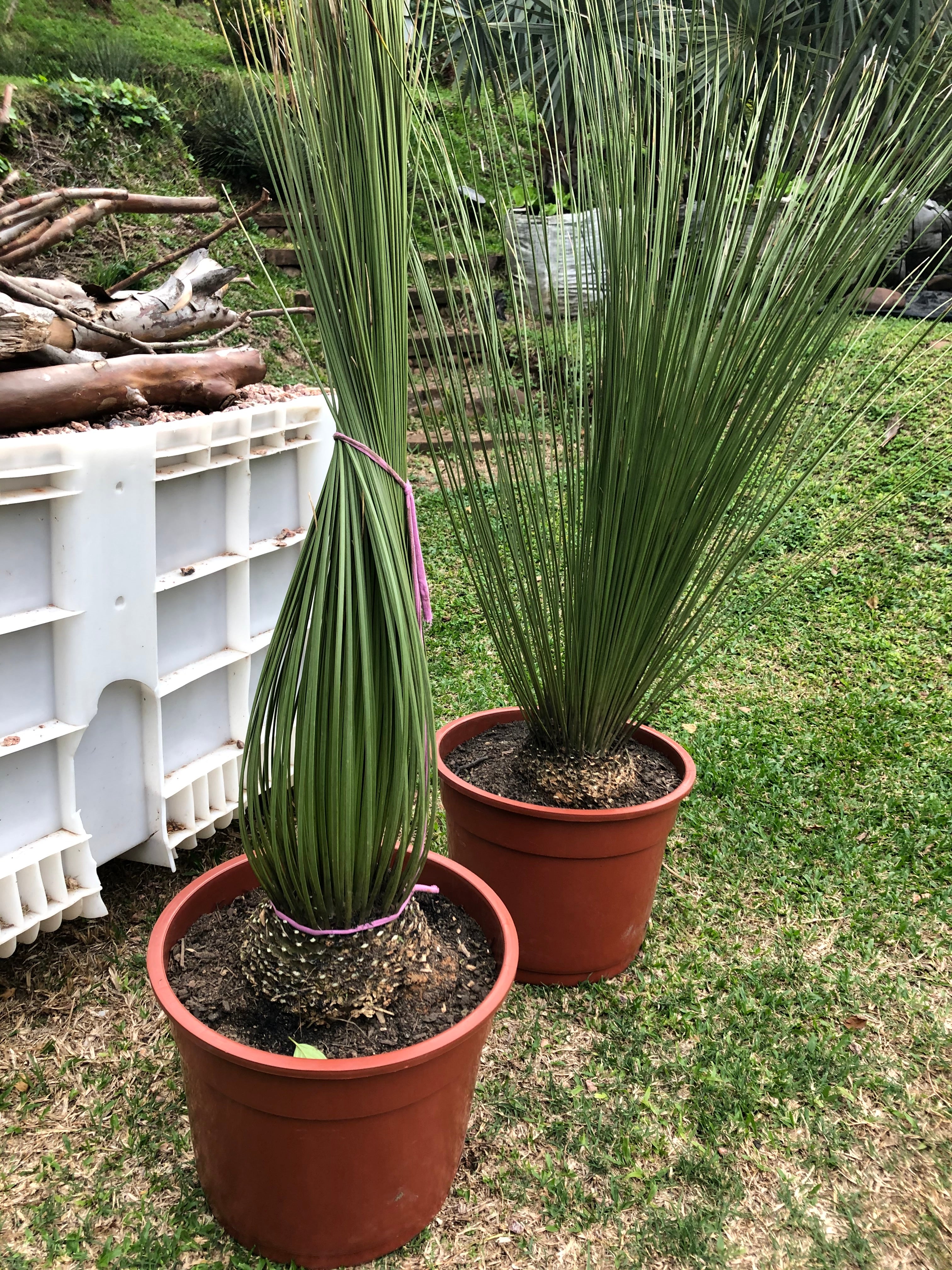 ✅DASILÍRIO -  árvore de grama mexicana - dasilírio sem espinho / DASYLIRION LONGISSIMUM - Mudas com 0,75m a 1,30m