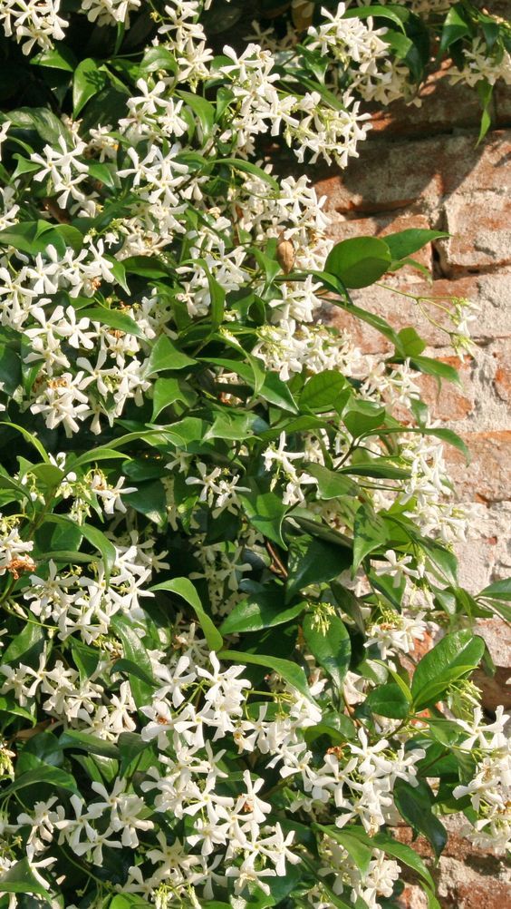 ✅JASMIN DOS POETAS - Jasminum - jasmim-de-inverno - jasmim-rosa / Jasminum polyanthum - Mudas de 50cm