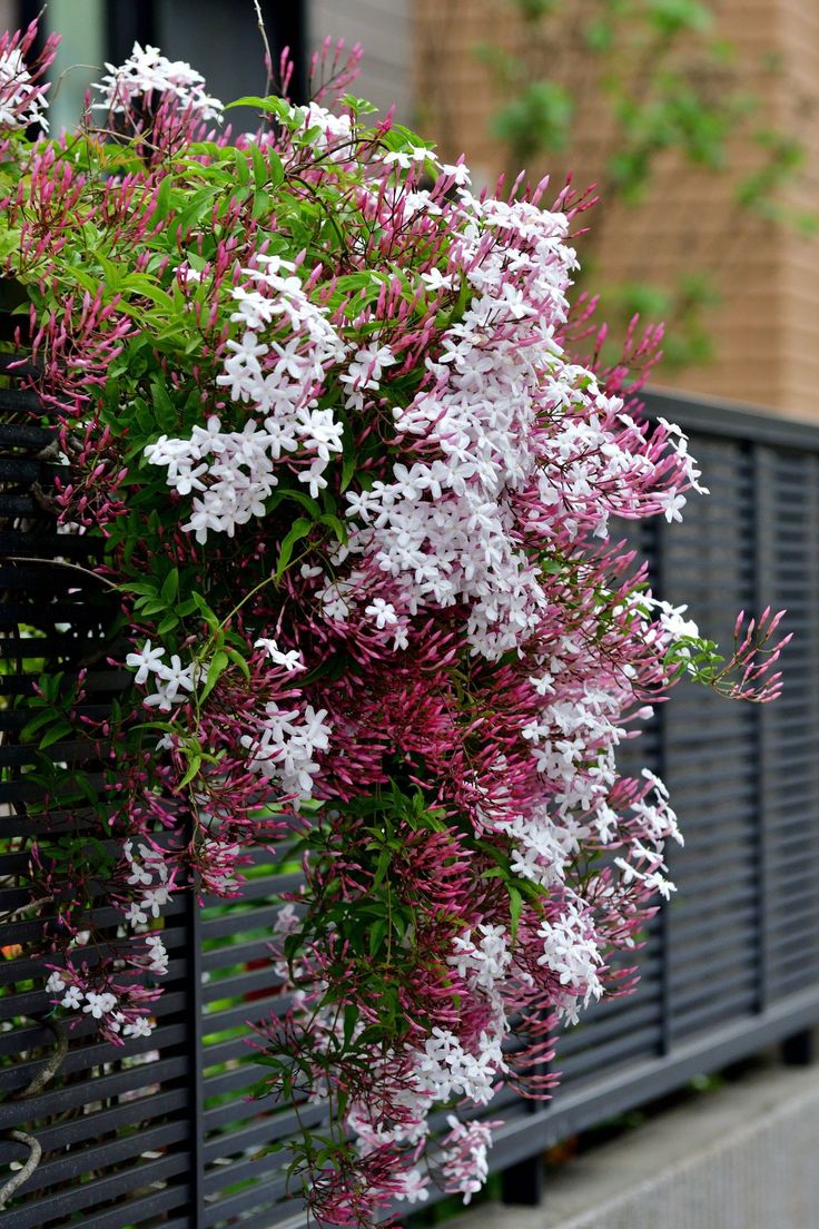 ✅JASMIN DOS POETAS - Jasminum - jasmim-de-inverno - jasmim-rosa / Jasminum polyanthum - Mudas de 50cm