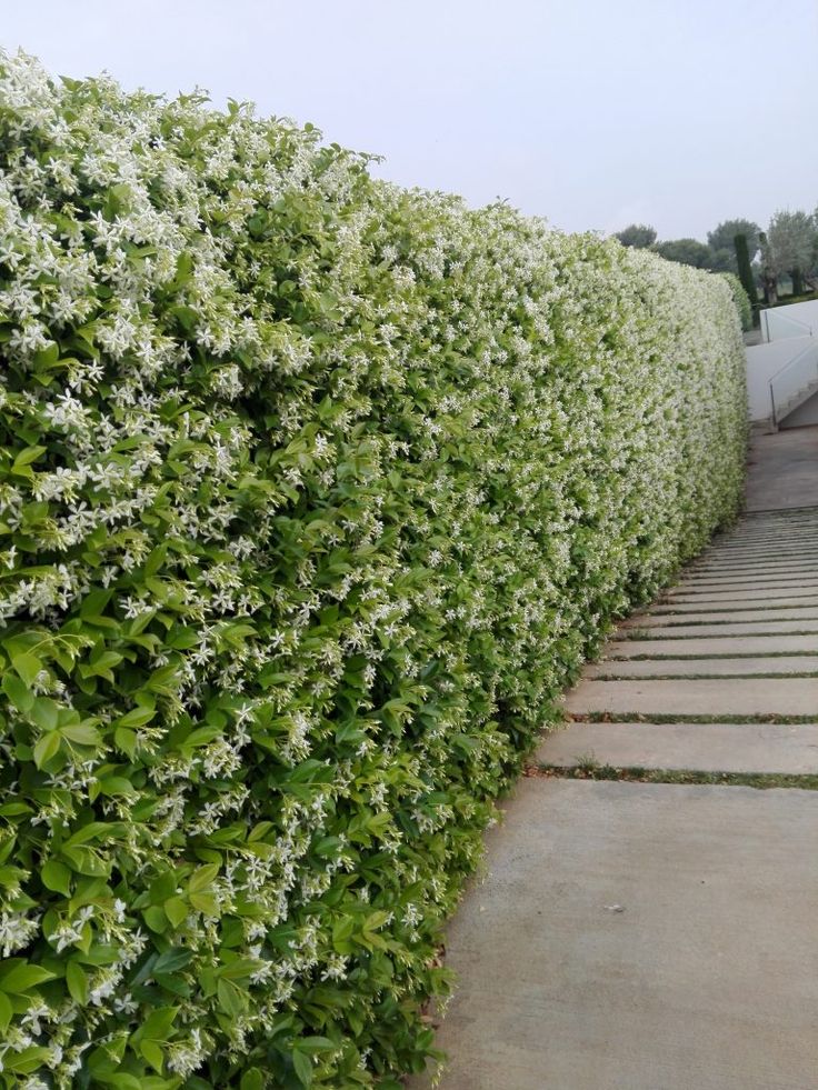 ✅JASMIN DOS POETAS - Jasminum - jasmim-de-inverno - jasmim-rosa / Jasminum polyanthum - Mudas de 50cm