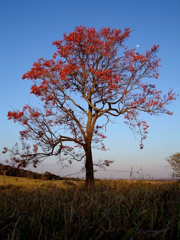 ✅CORTICEIRA-DA-SERRA - Sanandu, Bico-de-papagaio, Sananduva, Mulungu, Flor-de-coral e Suinã / Erythrina falcata - Mudas com 1,20m