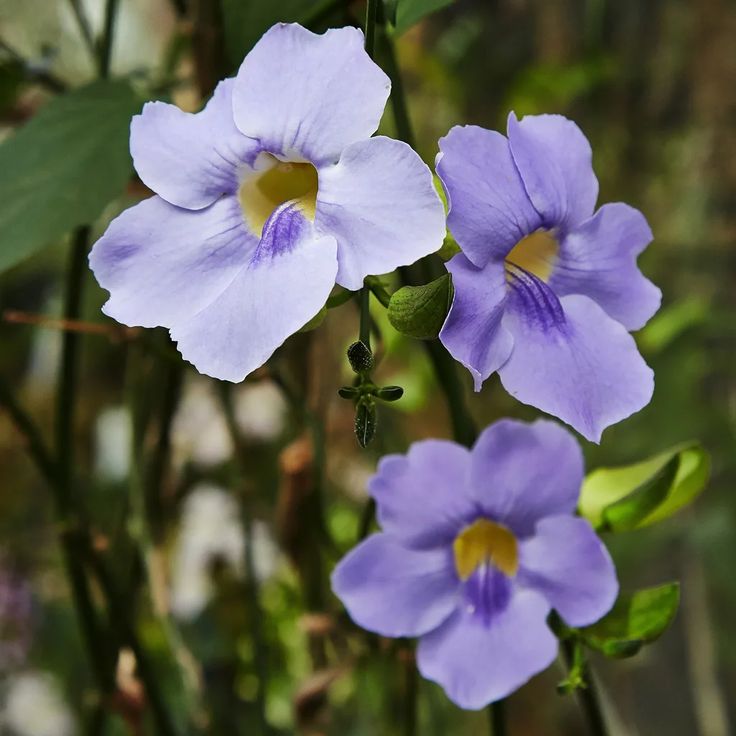 ✅TUMBÉRGIA AZUL - Tumbérgia Trepadeira - Azulzinha e Trombeteira-azul / (Thunbergia grandiflora) - Mudas com 60cm