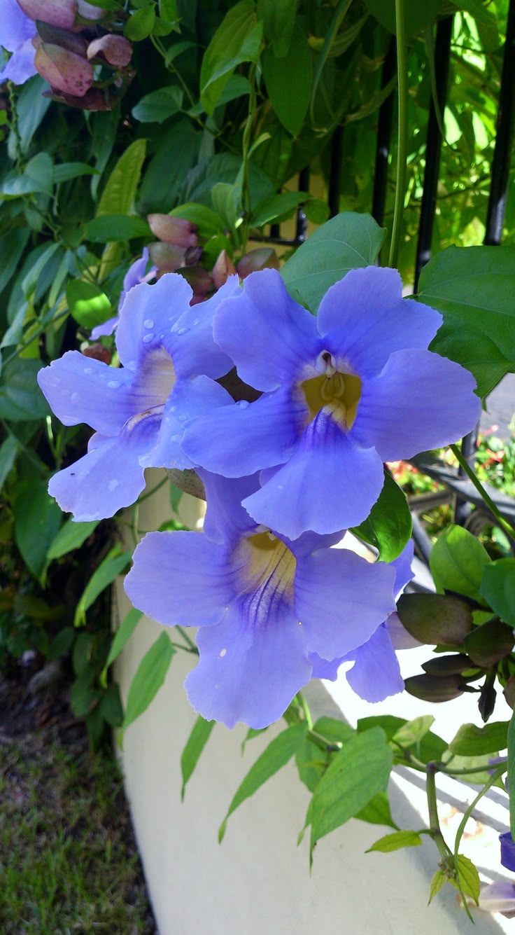 ✅TUMBÉRGIA AZUL - Tumbérgia Trepadeira - Azulzinha e Trombeteira-azul / (Thunbergia grandiflora) - Mudas com 60cm