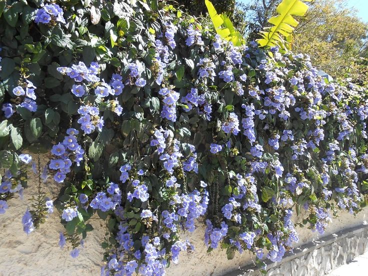 ✅TUMBÉRGIA AZUL - Tumbérgia Trepadeira - Azulzinha e Trombeteira-azul / (Thunbergia grandiflora) - Mudas com 60cm