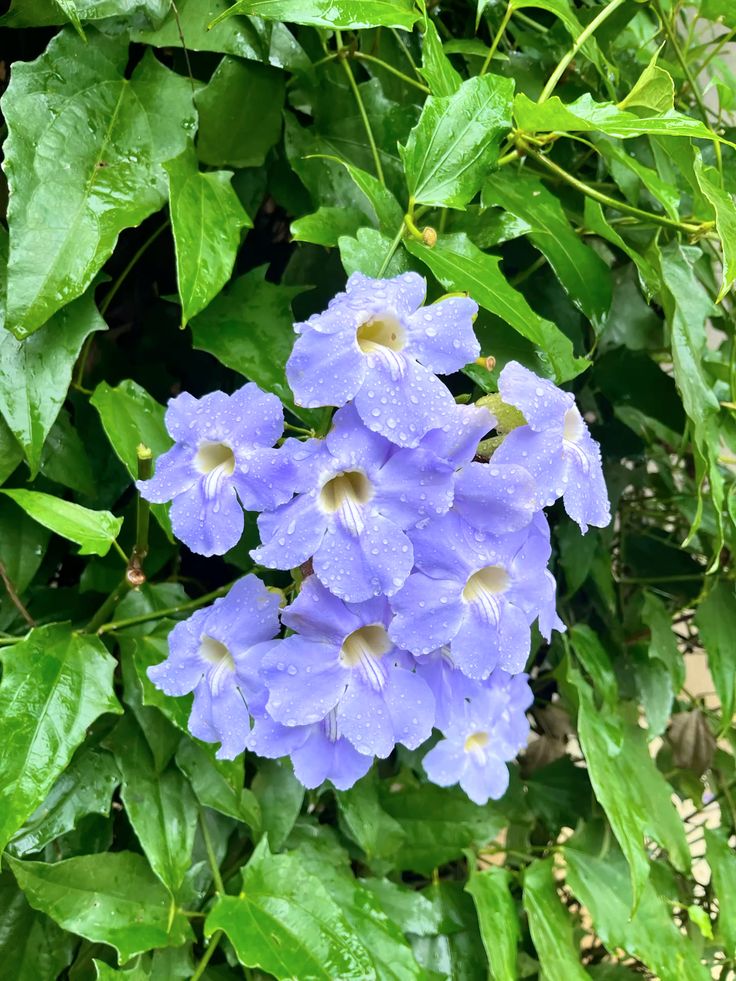 ✅TUMBÉRGIA AZUL - Tumbérgia Trepadeira - Azulzinha e Trombeteira-azul / (Thunbergia grandiflora) - Mudas com 60cm