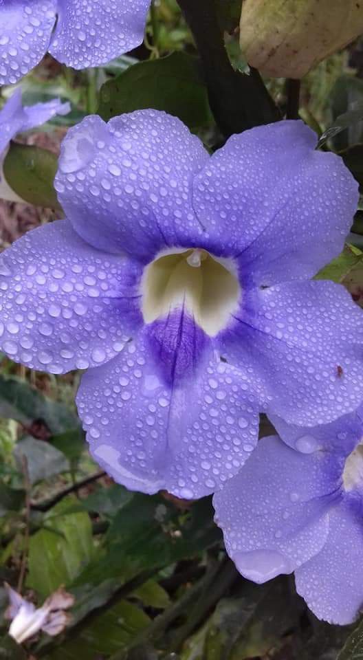 ✅TUMBÉRGIA AZUL - Tumbérgia Trepadeira - Azulzinha e Trombeteira-azul / (Thunbergia grandiflora) - Mudas com 60cm