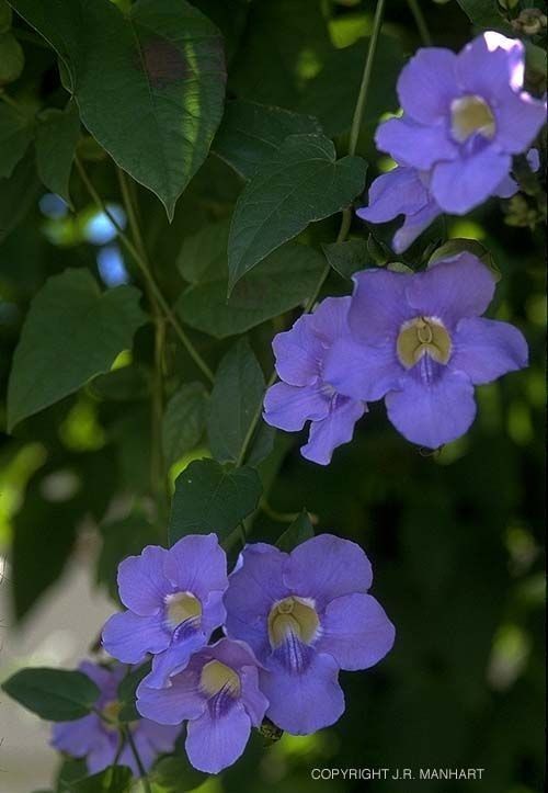 ✅TUMBÉRGIA AZUL - Tumbérgia Trepadeira - Azulzinha e Trombeteira-azul / (Thunbergia grandiflora) - Mudas com 60cm