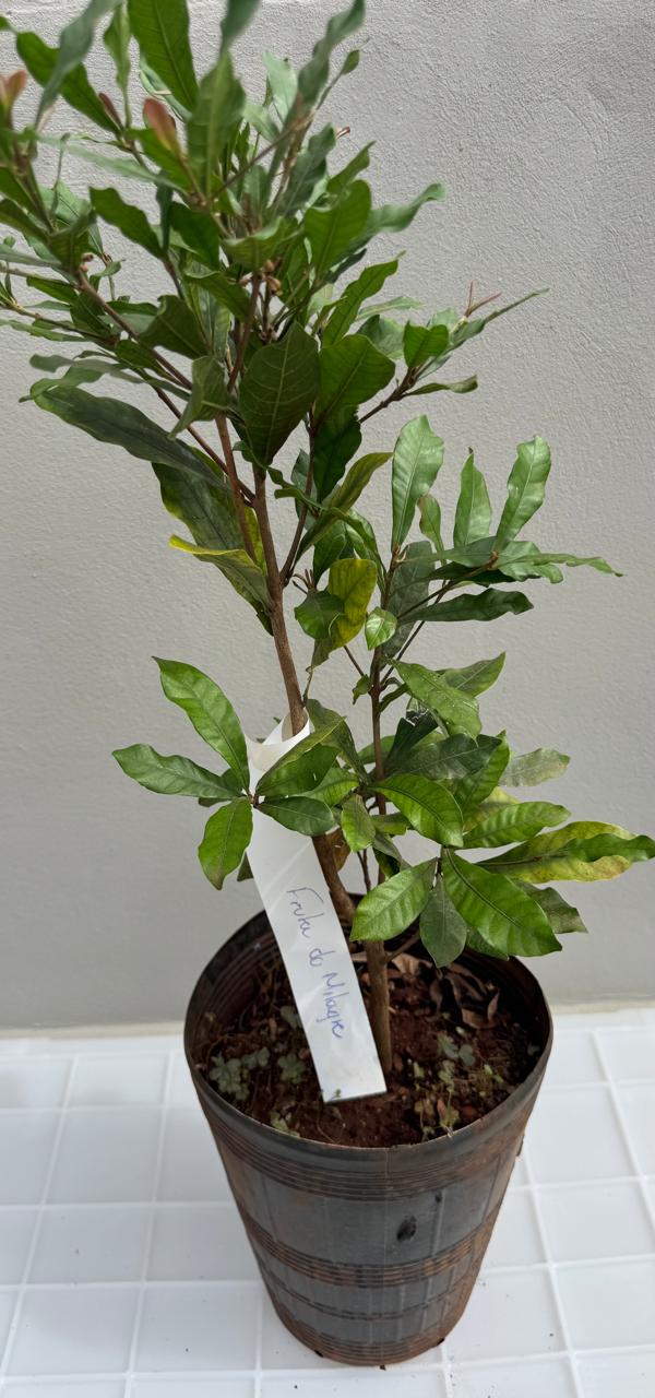 ✅FRUTA-DO-MILAGRE - cereja miraculosa / (Synsepalum dulcificum) - Altura: 50 cm