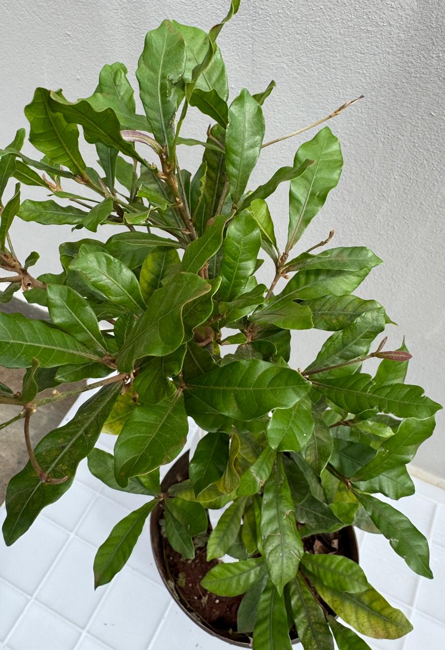 ✅FRUTA-DO-MILAGRE - cereja miraculosa / (Synsepalum dulcificum) - Altura: 50 cm