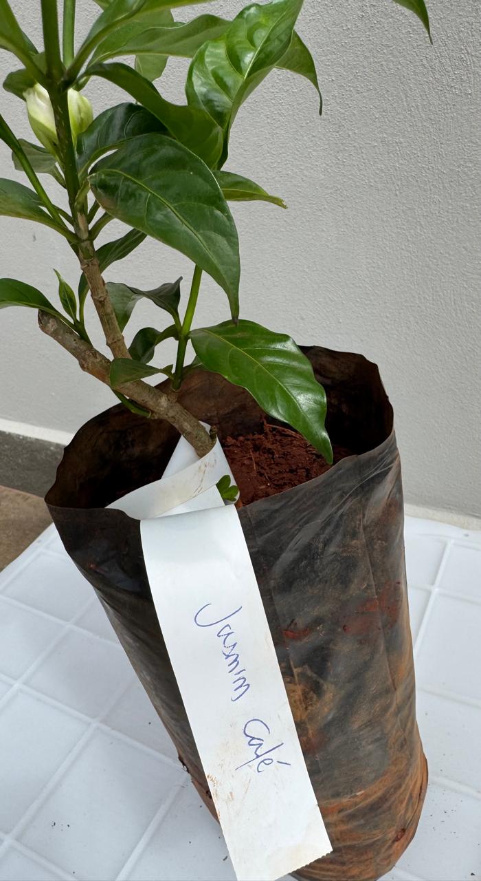 ✅JASMIN-CAFÉ - flor-de-cata, jasmim-crepe, jasmim-do-Ceilão, jasmim-da-Índia Oriental e coroa-de-Nero / Tabernaemontana divaricata OU Gardenia jasminoides - Altura: 30cm