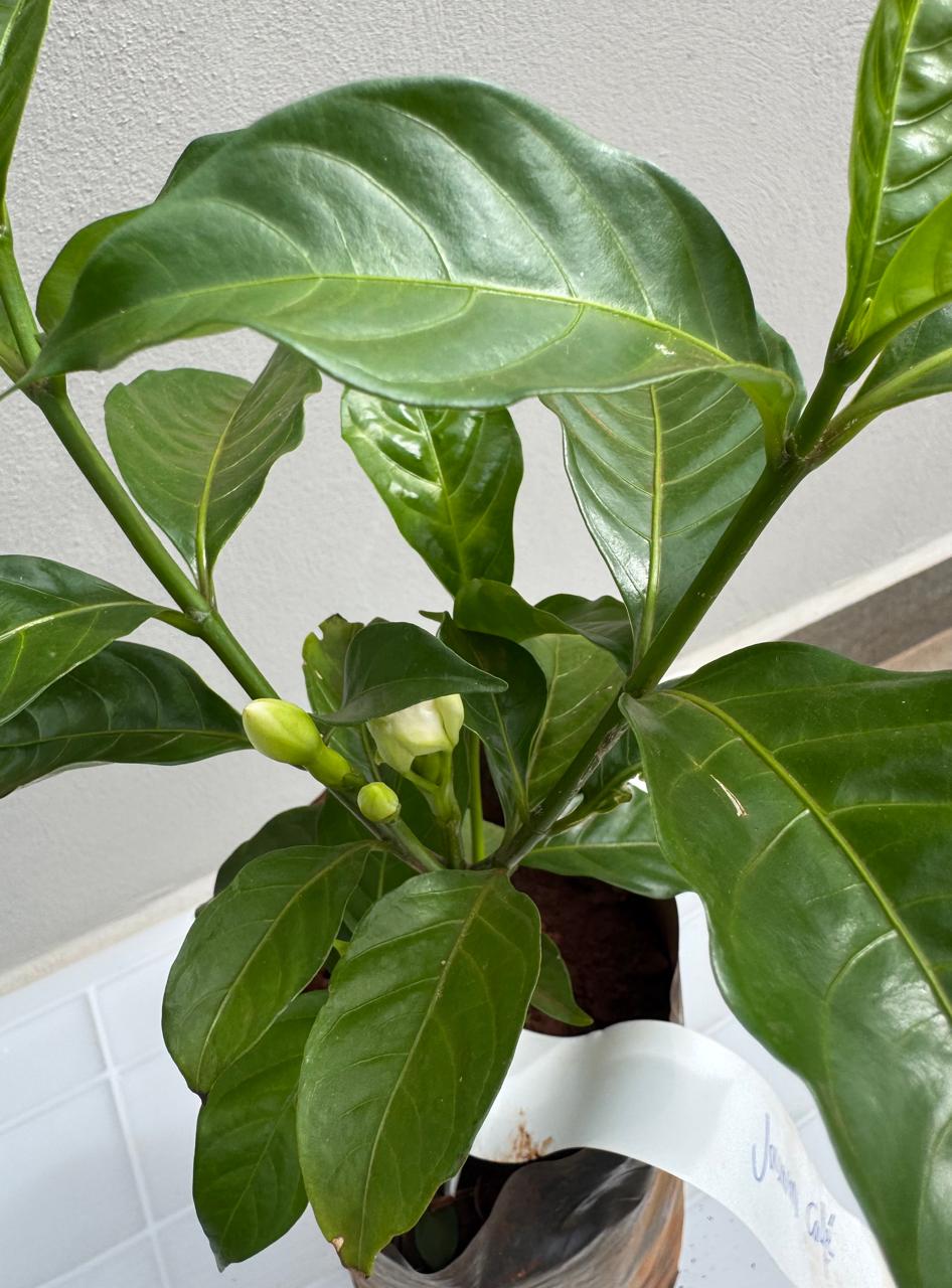 ✅JASMIN-CAFÉ - flor-de-cata, jasmim-crepe, jasmim-do-Ceilão, jasmim-da-Índia Oriental e coroa-de-Nero / Tabernaemontana divaricata OU Gardenia jasminoides - Altura: 30cm