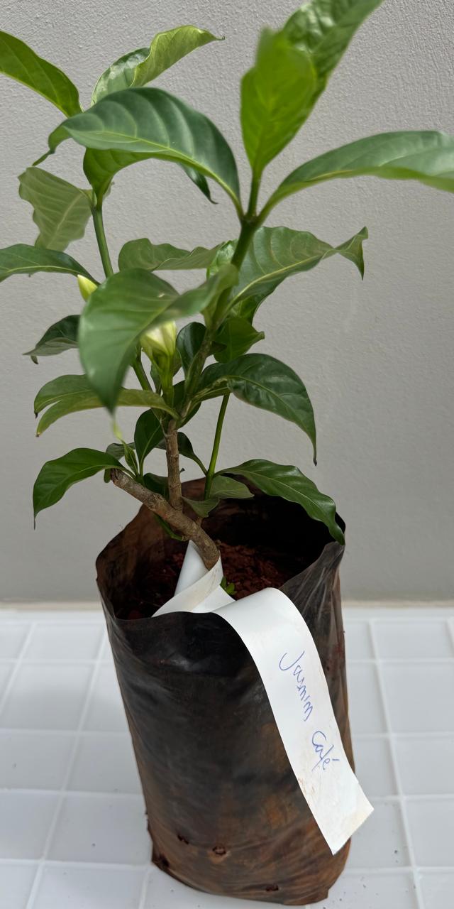 ✅JASMIN-CAFÉ - flor-de-cata, jasmim-crepe, jasmim-do-Ceilão, jasmim-da-Índia Oriental e coroa-de-Nero / Tabernaemontana divaricata OU Gardenia jasminoides - Altura: 30cm