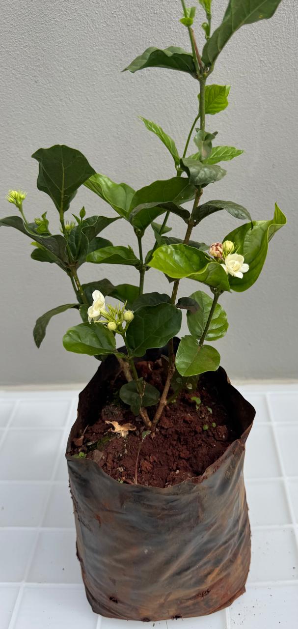 ✅JASMIM-DOS-AÇORES - jasmim-branco, jasmim-acoriano, jasmineiro-branco / (Jasminum azoricum) Altura: 50cm