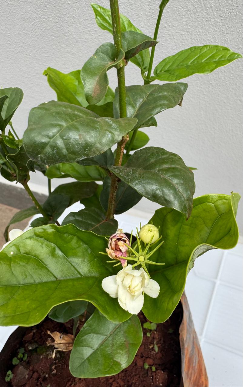 ✅JASMIM-DOS-AÇORES - jasmim-branco, jasmim-acoriano, jasmineiro-branco / (Jasminum azoricum) Altura: 50cm