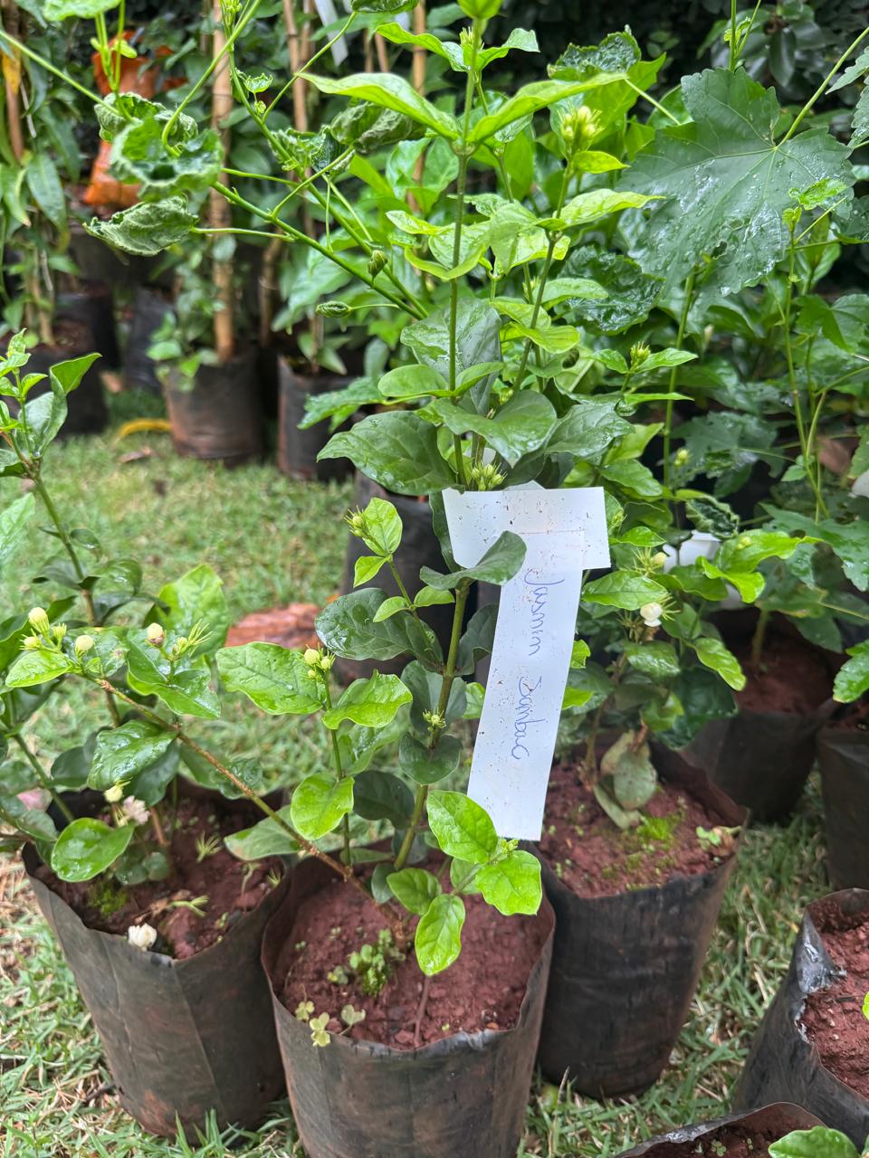 ✅SAMBAC -JASMIM - jasmim-árabe ou sampaguita / (Jasminum sambac) Altura: 50cm a 70cm