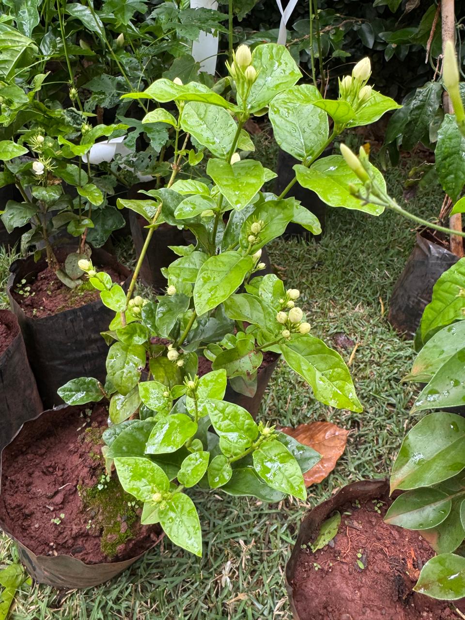 ✅SAMBAC -JASMIM - jasmim-árabe ou sampaguita / (Jasminum sambac) Altura: 50cm a 70cm