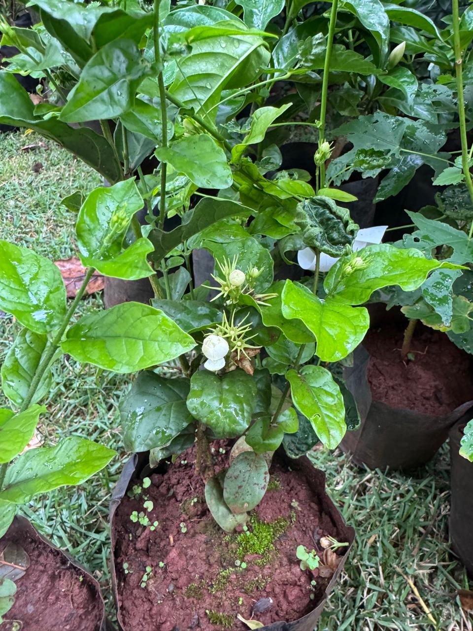 ✅SAMBAC -JASMIM - jasmim-árabe ou sampaguita / (Jasminum sambac) Altura: 50cm a 70cm