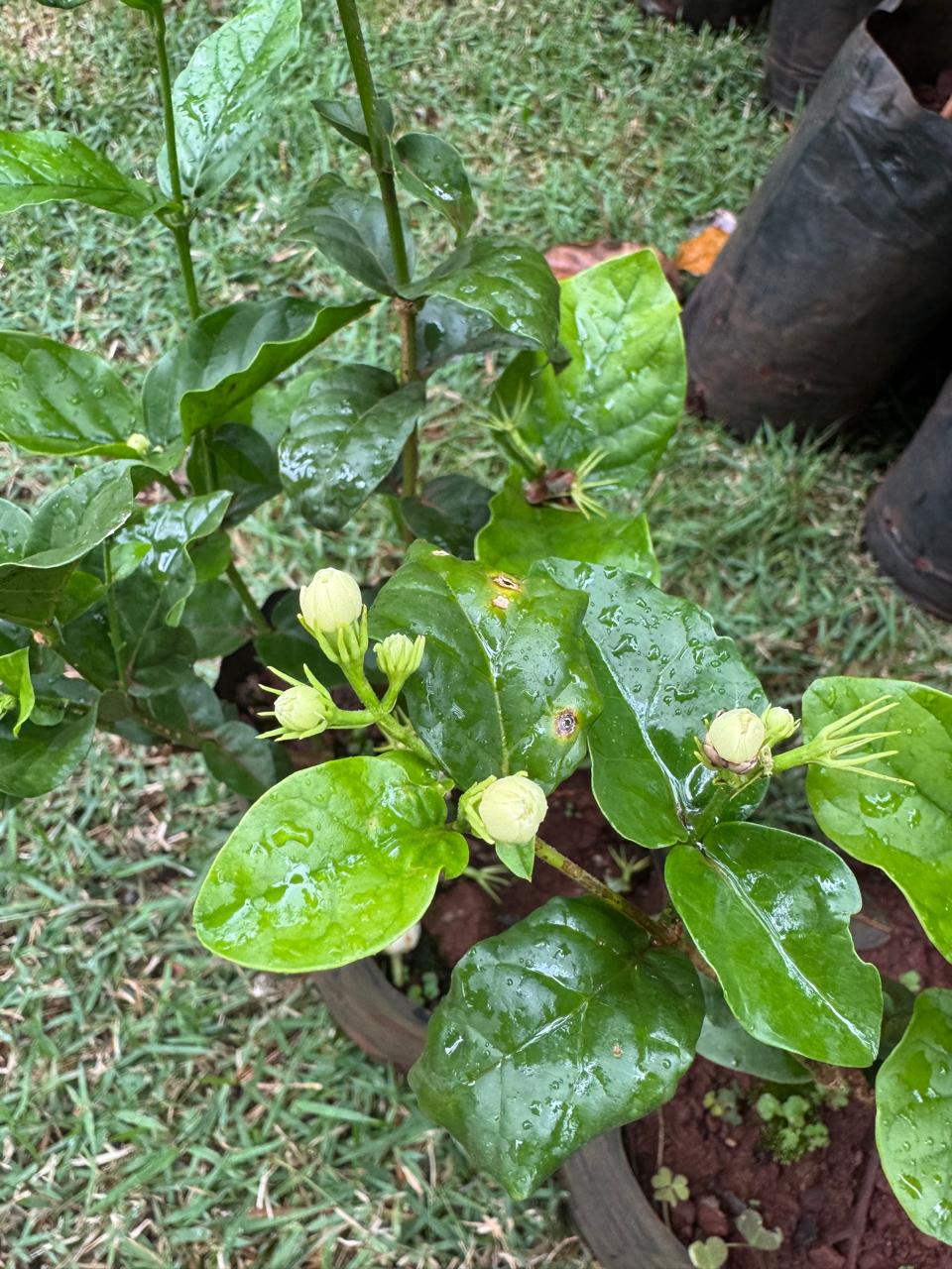 ✅SAMBAC -JASMIM - jasmim-árabe ou sampaguita / (Jasminum sambac) Altura: 50cm a 70cm