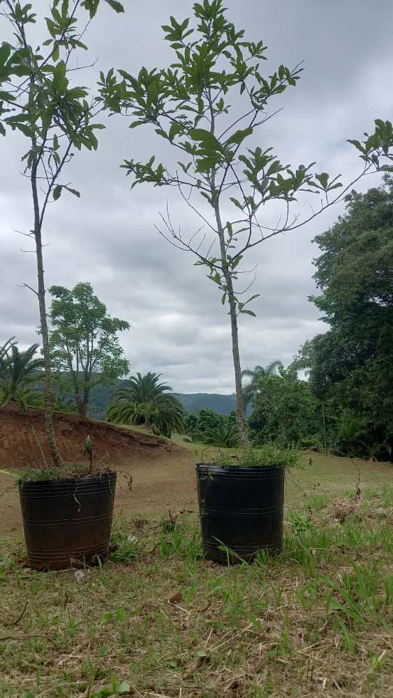✅CARVALHO JAPONÊS - carvalho do japão - kunugi / Quercus acutissima - 150cm á 250cm