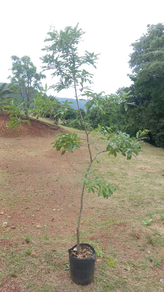 ✅CARVALHO JAPONÊS - carvalho do japão - kunugi / Quercus acutissima - 150cm á 250cm