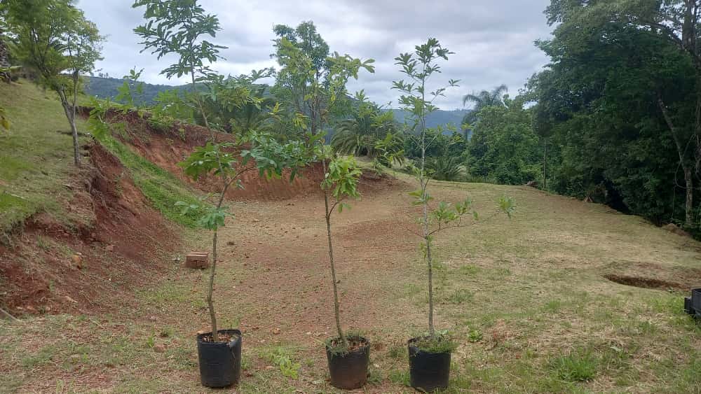 ✅CARVALHO JAPONÊS - carvalho do japão - kunugi / Quercus acutissima - 150cm á 250cm