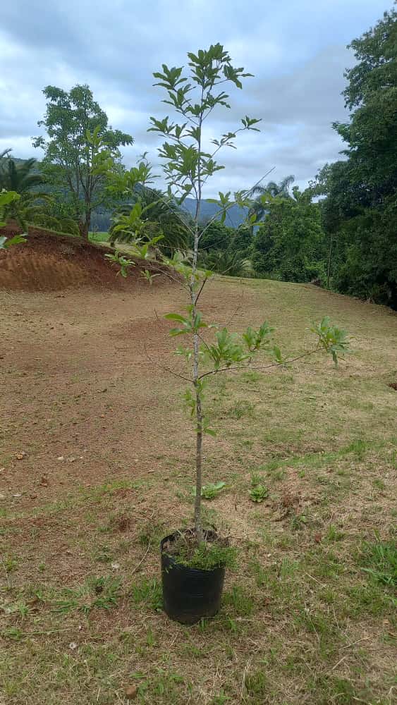 ✅CARVALHO JAPONÊS - carvalho do japão - kunugi / Quercus acutissima - 150cm á 250cm
