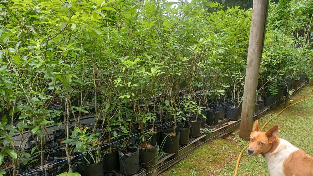 ✅CARVALHO JAPONÊS - carvalho do japão - kunugi / Quercus acutissima - 150cm á 250cm