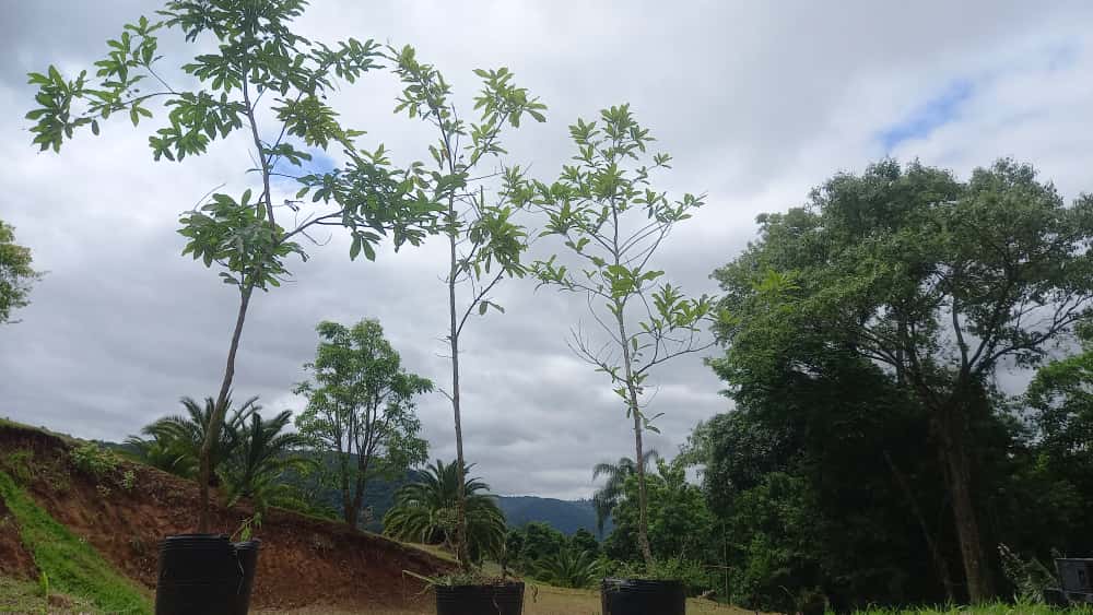 ✅CARVALHO JAPONÊS - carvalho do japão - kunugi / Quercus acutissima - 150cm á 250cm