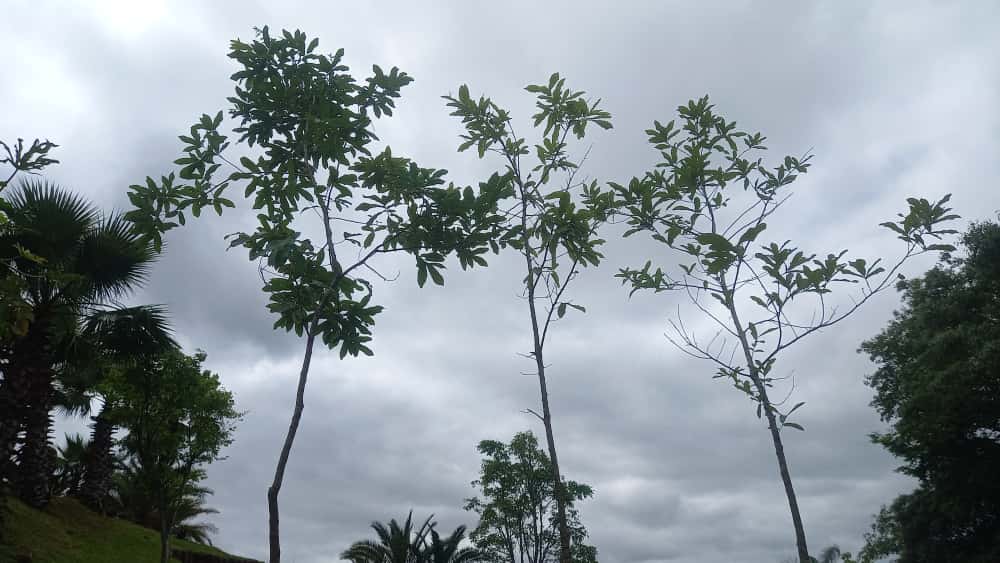 ✅CARVALHO JAPONÊS - carvalho do japão - kunugi / Quercus acutissima - 150cm á 250cm