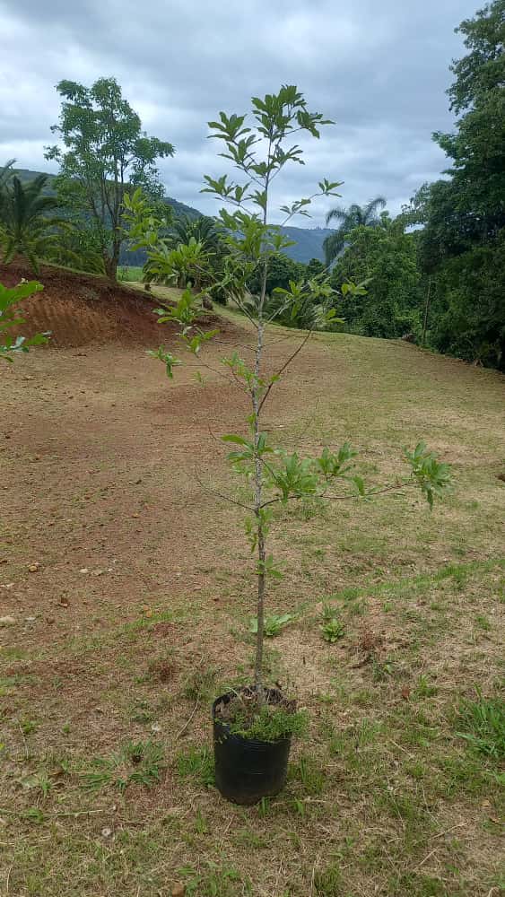 ✅CARVALHO JAPONÊS - carvalho do japão - kunugi / Quercus acutissima - 150cm á 250cm