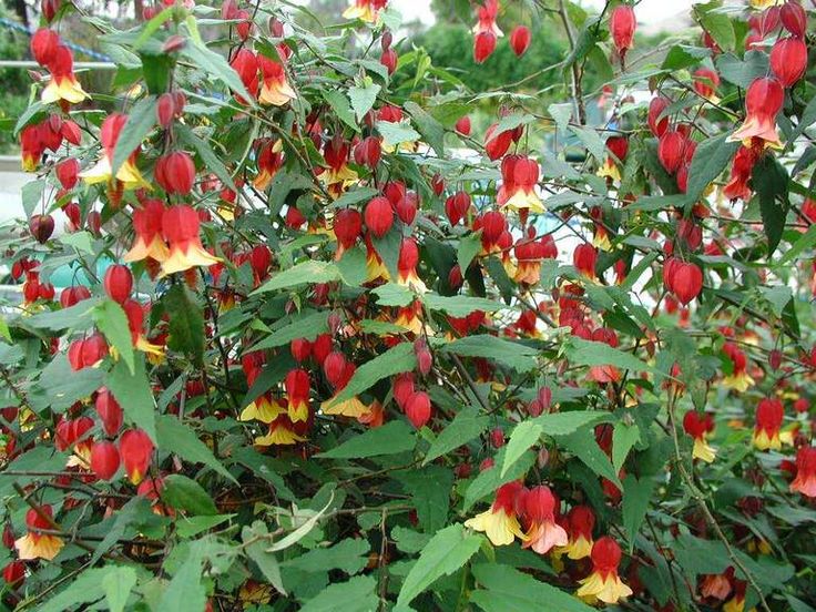 ✅Lanterna Japonesa/Chinesa Vermelha - Sininho - Campainha - Abutilon striatum