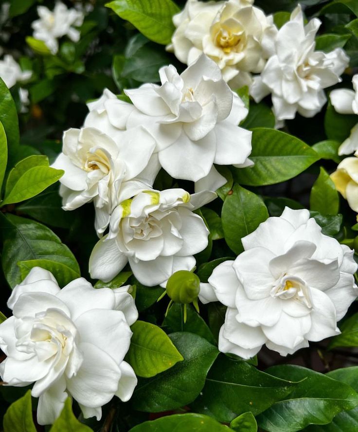 ✅JASMIN GARDÊNIA - Gardência -  Jasmin-do-Cabo / (Gardenia jasminoides)  - Mudas de 70cm