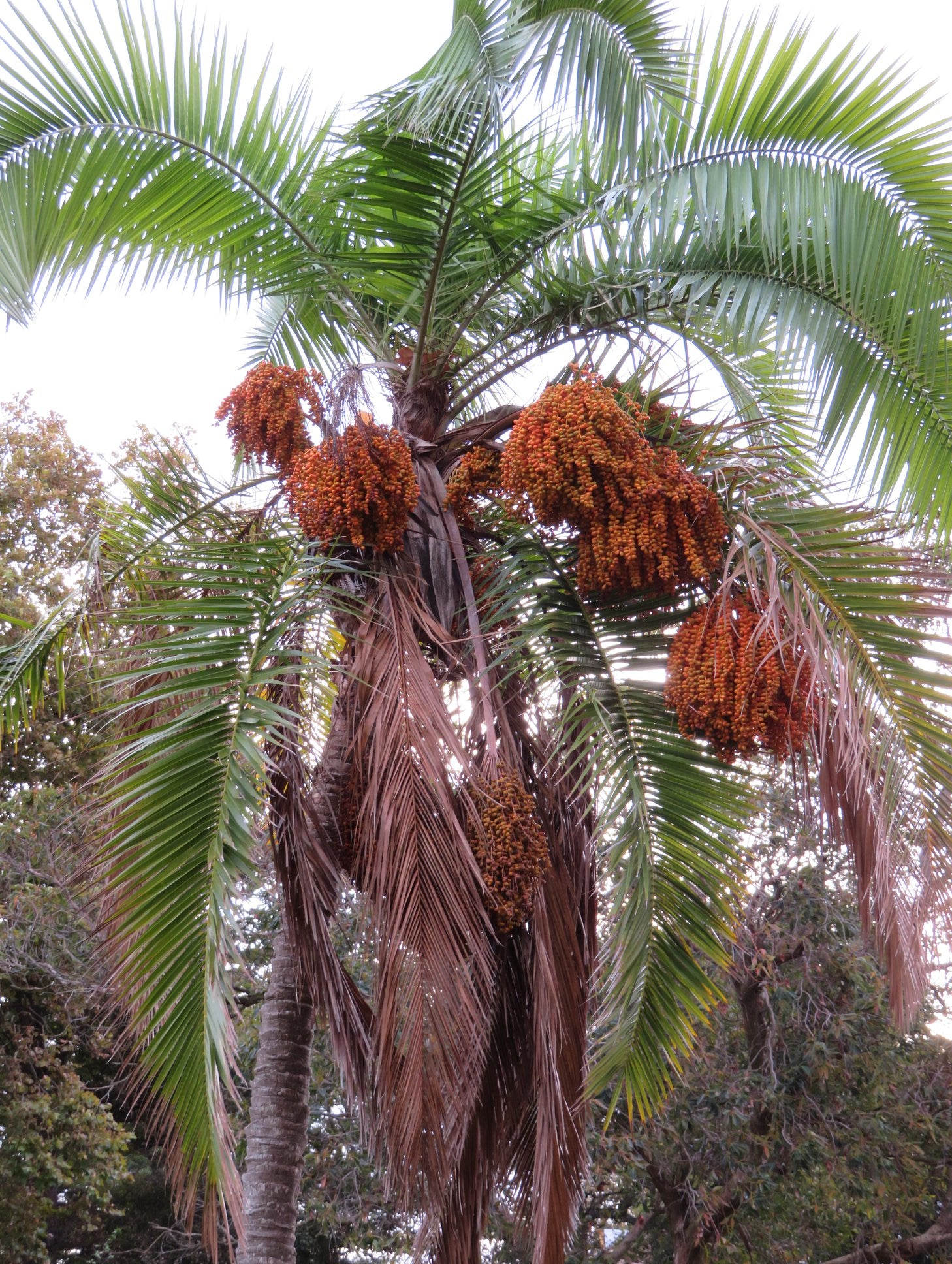 ✅PALMEIRA-TAMAREIRA DO SENEGAL - Tamareira-do-senegal - Palmeira-de-tara / (Phoenix reclinata) - Mudas com 1,20m