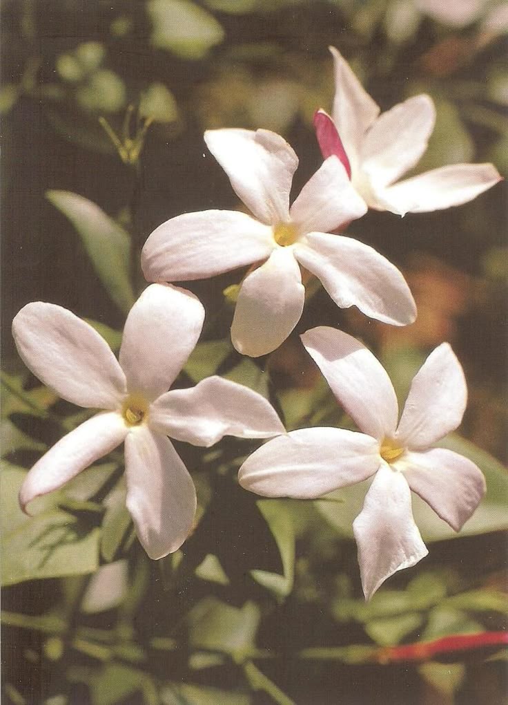 ✅JASMIN DOS POETAS - Jasminum - jasmim-de-inverno - jasmim-rosa / Jasminum polyanthum - Mudas de 50cm