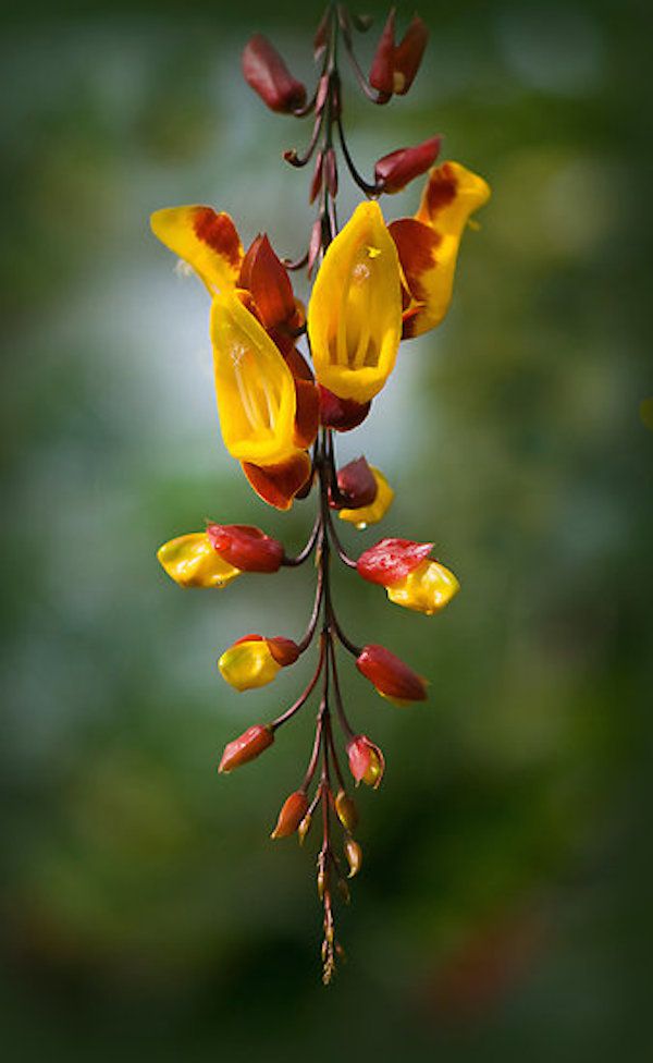 ✅SAPATINHO DE JUDIA - Sapatinho-de-princesa; trepadeira jade, sapatinho-de-vênus / (Thunbergia mysorensis) - Mudas com 60cm