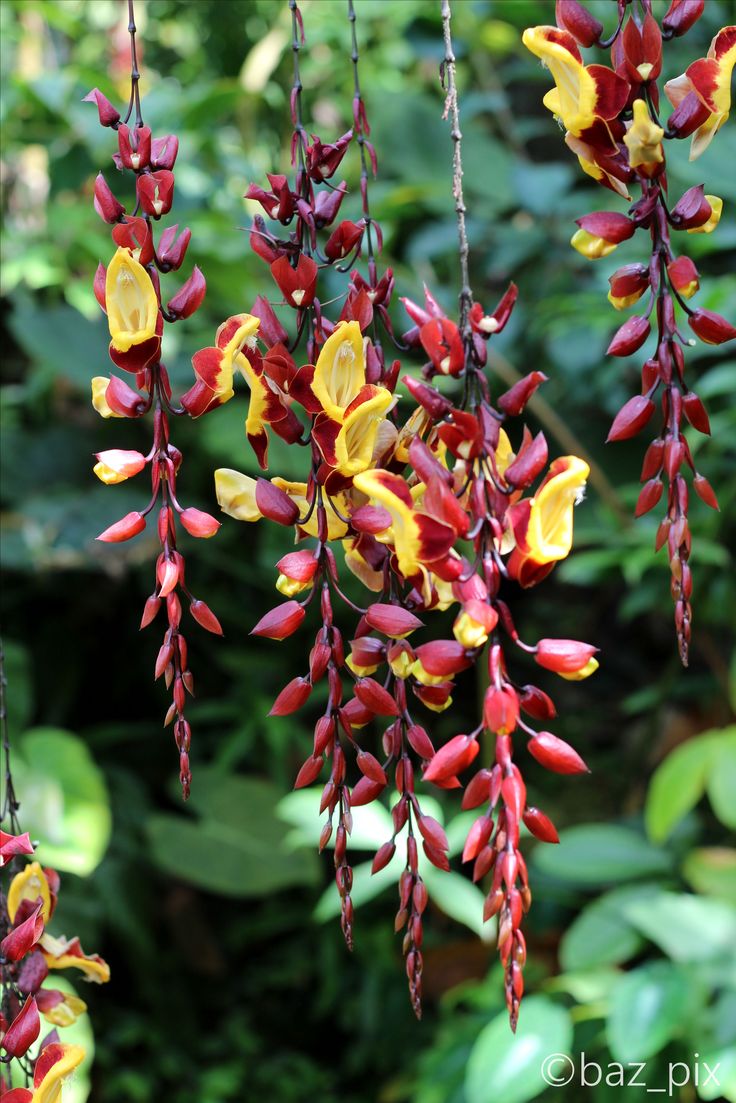 ✅SAPATINHO DE JUDIA - Sapatinho-de-princesa; trepadeira jade, sapatinho-de-vênus / (Thunbergia mysorensis) - Mudas com 60cm